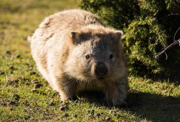 Wombat image