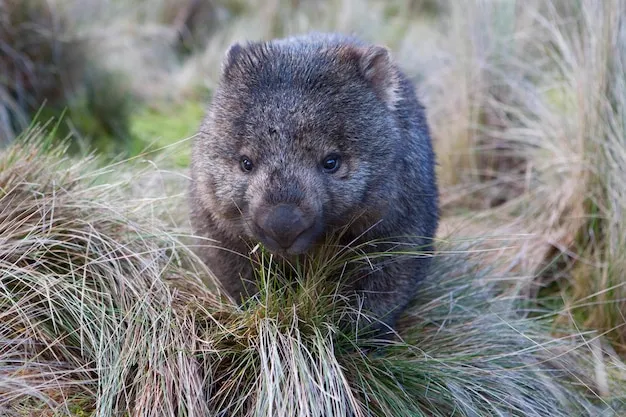 Wombat image
